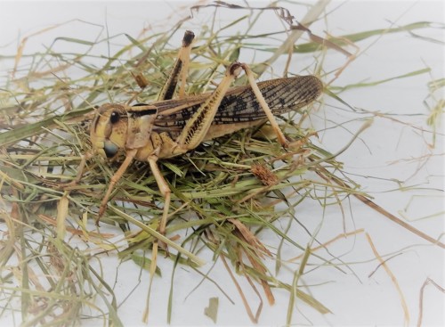 szarańcza.jpg