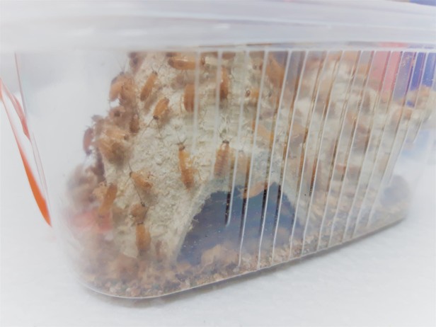 karaczan turecki gdynia