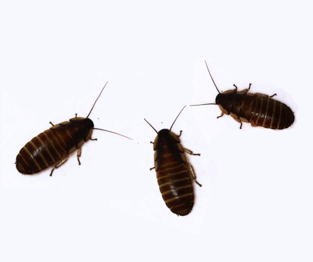 madagaskarski maly.png