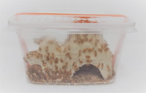 karaczan turecki owadodajnia