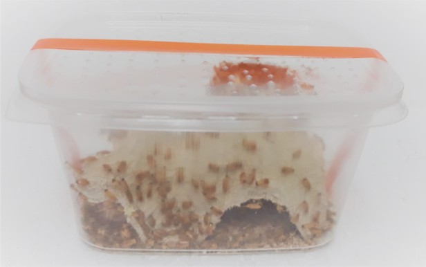 owadodajnia karaczan turecki