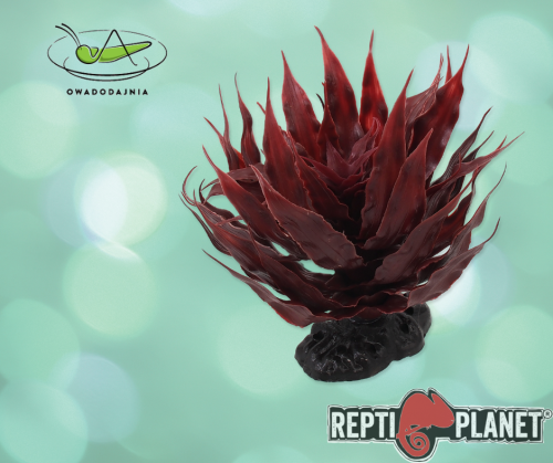 55101_agawa_czerwona.png