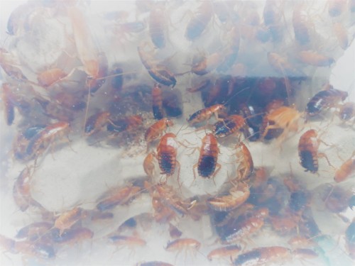 karaczan turecki.jpg