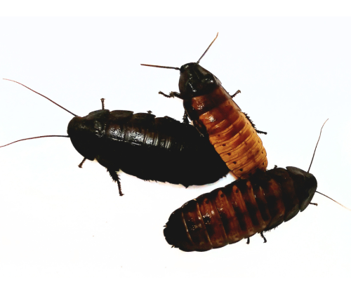 madagaskarski sredni.png