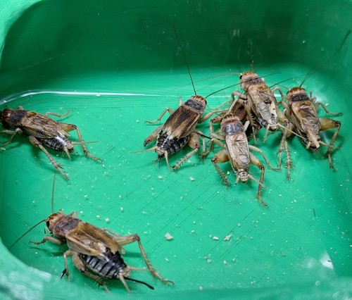 swierszcz kubanski.jpg