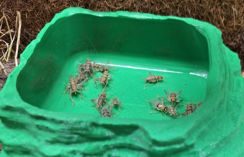 swierszcz bananowy duzy.jpg